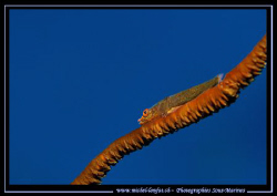 A small Gobie on a Wip Coral in the blue Water of the Red... by Michel Lonfat 